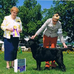 Labrador Retriever Puppies from Endless Mt. Labradors