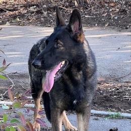 Jolene - German Shepherd