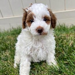 Kiya - Parti female Goldendoodle puppy in American Fork, Utah from Kym’s Micro Mini Goldendoodles