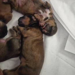 Shih Tzu Puppies from Loyal Tzu's