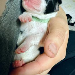 Bearded Collie and Border Collie Puppies from Beloved Bearded & Border Collies