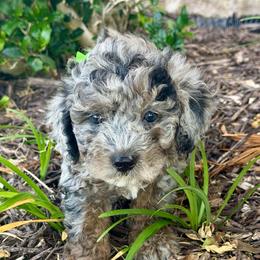 Rowlf - Blue merle male Aussiedoodle puppy in Midlothian, Texas from Gray Doodles