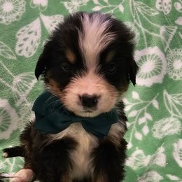 Black boy - Black rust and white Bernese Mountain Dog puppy in Lecanto, Florida from DBDR Berners and Saints