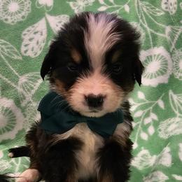 Black boy - Black rust and white Bernese Mountain Dog puppy in Lecanto, Florida from DBDR Berners and Saints