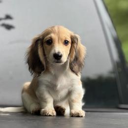 Shaded Cream Piebald Boy AKC Ready To Go - Cream male Dachshund puppy in Pauls Valley, Oklahoma from Simply Happy Dachshunds