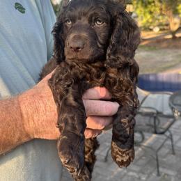 Boykin Spaniel Puppies from Briar Patch Kennels at Lucy Creek