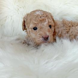 Gia - Apricot female Poodle puppy in Oklahoma City, Oklahoma from Red Okie Poos