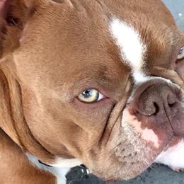 Thunder - Boston Terrier