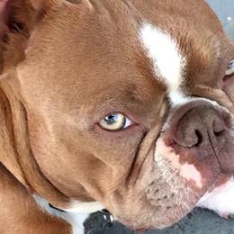 Thunder - Boston Terrier