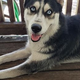 Siberian Huskies from Kurtz K9