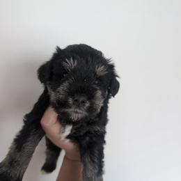 Red - Black and silver male Miniature Schnauzer puppy in Thomasville, North Carolina from J&J's Future Horizons Kennel