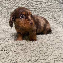 Toffee - Dapple female Dachshund puppy in Pollok, Texas from Magnolia Kennels