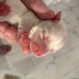 Snow - White male Morkie puppy in Sandown, New Hampshire from Pawsitive Paws🐾