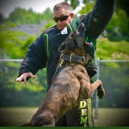 Knox - Dutch Shepherd