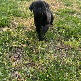 Ben - Black male Pug puppy in Indian Trail, North Carolina from Love Pugs