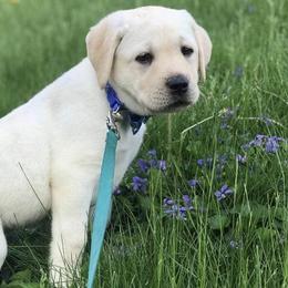 Labrador Retrievers from Tedricks kennel