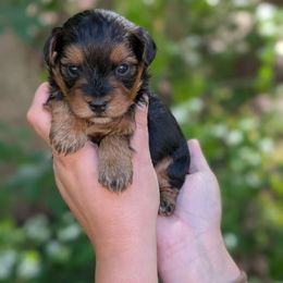 Dunkin - Black and tan male Yorkipoo puppy in Coshocton, Ohio from Forever Family Puppies