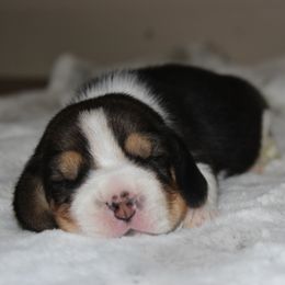 Tinsley - Black tan and white female Beagle puppy in Morrill, Kansas from Kelle Beagles