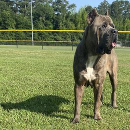 Cane Corso from Davenport Kennel Club
