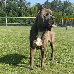 Cane Corso from Davenport Kennel Club