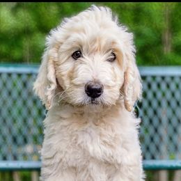 Goldendoodle Puppies from Carolina Goldendoodle