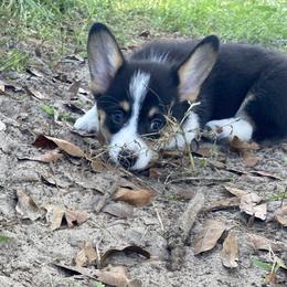American Corgi and Pembroke Welsh Corgi Puppies from Swell Corgis