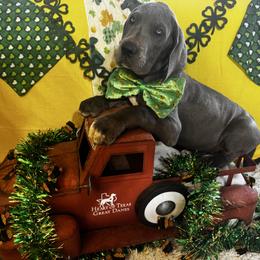 Franklin - Blue and white male Great Dane puppy in Wimberley, Texas from Heart of Texas Great Danes