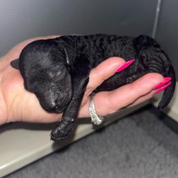 Girl 2 - Black female Poodle puppy in Calimesa, California from Teakwoodpoodleofsocal