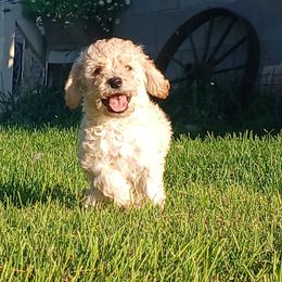 Comet - Cream male Goldendoodle puppy in Harrisburg, Nebraska from Wildcat Hills Doodles