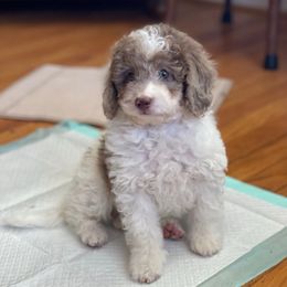 Reece - Merle male Assorted Doodle Crosses puppy in Stuart, Virginia from Lil Aussie Posse