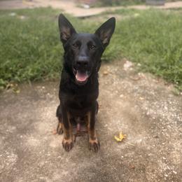 Black and Tan Boy 2 - Black and tan male German Shepherd puppy in Jacksonville, Florida from El Dorado
