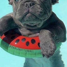 French Bulldogs from Muse Frenchies