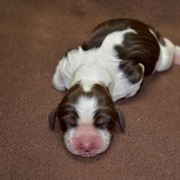 Penne - Liver white and tan female English Springer Spaniel puppy in Chapmansboro, Tennessee from Balthrop Bend Farms