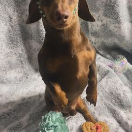 Tootsie - Dachshund