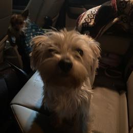 Molly - Yorkshire Terrier