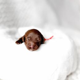 Ember - Chocolate female Goldendoodle puppy in Springville, Utah from Happy Doodle
