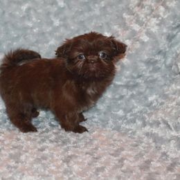 Shih Tzu Puppies from Gypsy Breeze Kennels