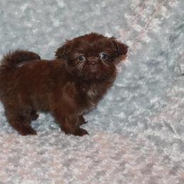 Shih Tzu Puppies from Gypsy Breeze Kennels