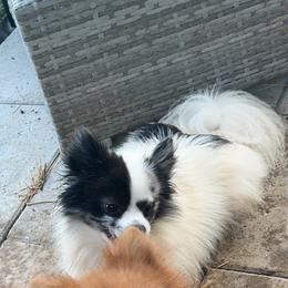 Daisy - Pomeranian