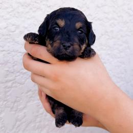 Sporty Spice - Phantom female Goldendoodle puppy in Kissimmee, Florida from Poodle Doodle Kennels