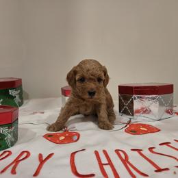 Nutmeg - Red  female Poodle puppy in Wilmington, Delaware from Imperial Poodles LLC