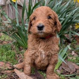 Red - Red  male Goldendoodle puppy in Midland, North Carolina from Alger Farm, LLC