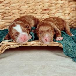 King Julien - Red male Australian Labradoodle puppy in Decatur, Alabama from Southern Meadows Doodles