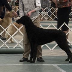 Curly-Coated Retrievers from Nyehyrst Curlies