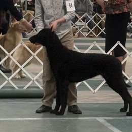 Curly-Coated Retrievers from Nyehyrst Curlies