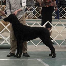 Curly-Coated Retrievers from Nyehyrst Curlies