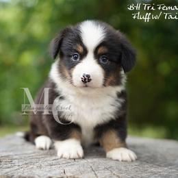 Silk (Fluff w Tail) - Black and tan female American Corgi puppy in Straughn, Alabama from Magnolia Creek Corgis