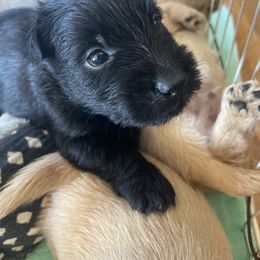 Light Blue collar - Black male Scottish Terrier puppy in Brule, Nebraska from Scottyland Yard