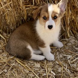 Keepsake - Sable Pembroke Welsh Corgi puppy in Inola, Oklahoma from Pine Lane Pembrokes