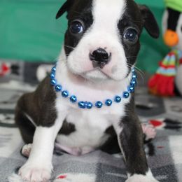Nash - Brindle and white male Boston Terrier puppy in Brooksville, Florida from Delamorés Pups